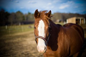 Come scegliere un cavallo di giuste dimensioni