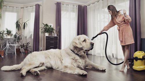 Come tenere la casa pulita anche con cani e gatti