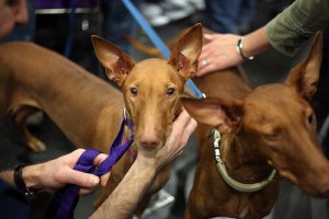 Pharaoh Hound, un primitivo cane da caccia europeo