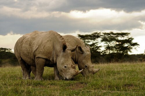 due Rinoceronti brucano erba nella savana