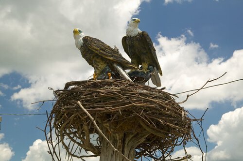 due aquile reali in piedi sul loro nido
