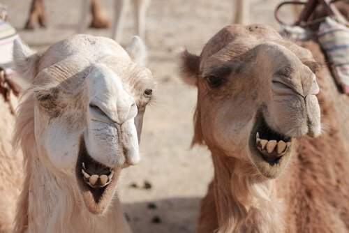 Differenze tra cammelli e dromedari che dovete conoscere