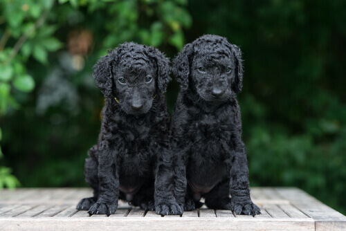 Cuccioli di Curly Coated Retriever