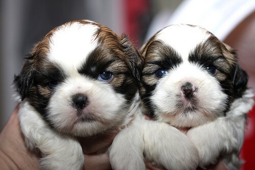 due cuccioli bianchi e marroni