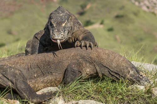 due esemplari di Drago di Komodo in un parco