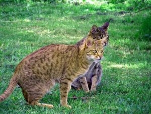 Gatto ocicat, un piccolo felino dall'aspetto selvaggio