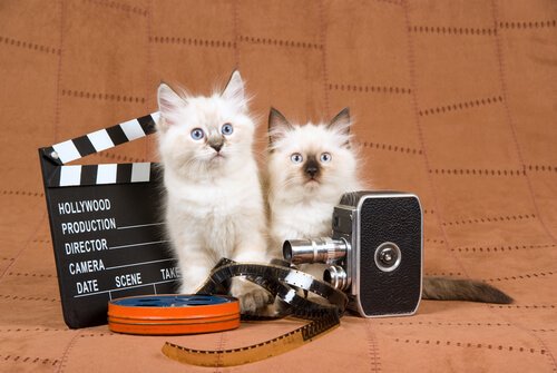 due gatti con alcuni accessori da regista