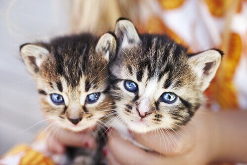 due gattini piccoli tenuti tra le mani da un bambino
