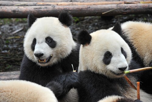 due orsi panda appoggiati assieme