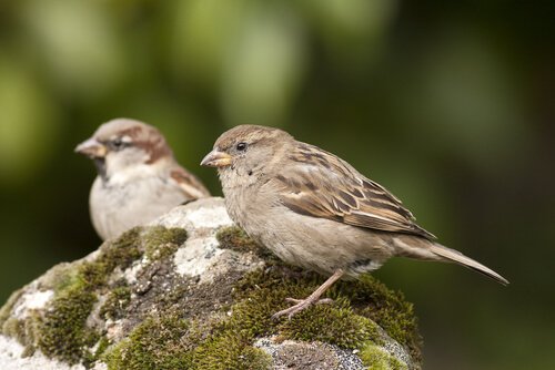 due passeri su sasso