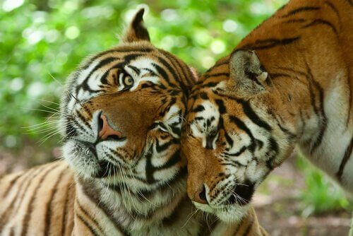 due tigri si coccolano a vicenda