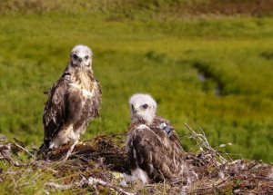 La fauna della tundra