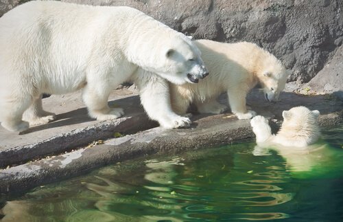 famiglia di orsi polari