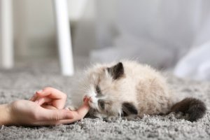 I primi giorni di un gatto a casa: come gestirlo?