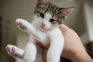 Qual è il cucciolo ideale per un bambino?