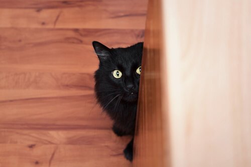 gatto nero impaurito si nasconde dietro una porta