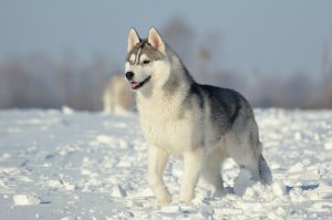 Cani del gruppo 5: classificazione della FCI