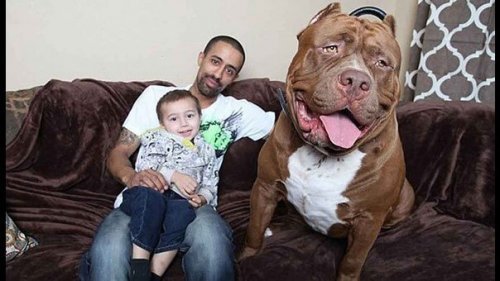 Il pitbull più grande del mondo sul divano con uomo e bambino