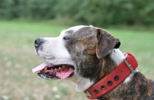 Il bulldog americano, caratteristiche e curiosità