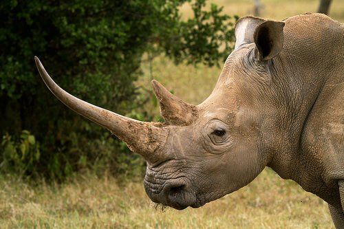 il profilo di un rinoceronte adulto