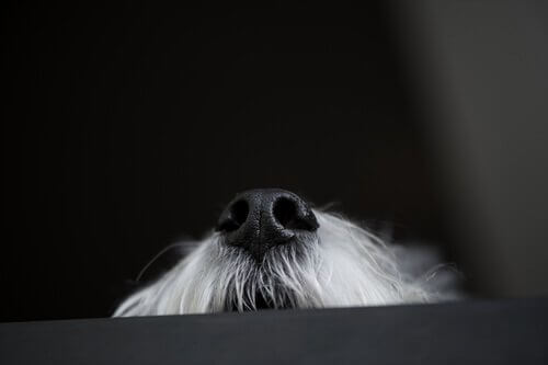 il tartufo di un cane bianco con i baffi