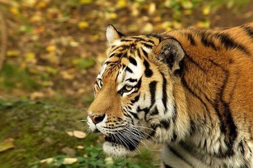 il volto di profilo di una tigre del bengala in fase di caccia