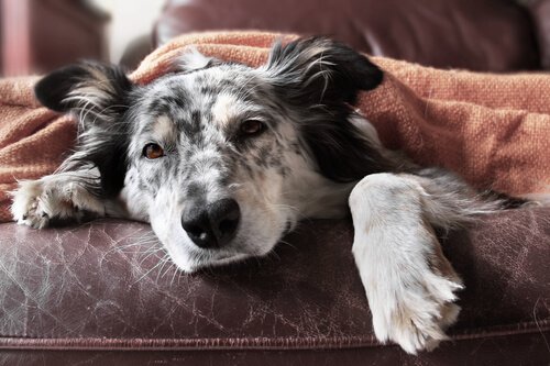 L'influenza nei cani: sintomi e trattamento