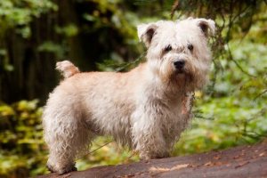 Irish Glen of Imaal terrier: scopriamolo assieme