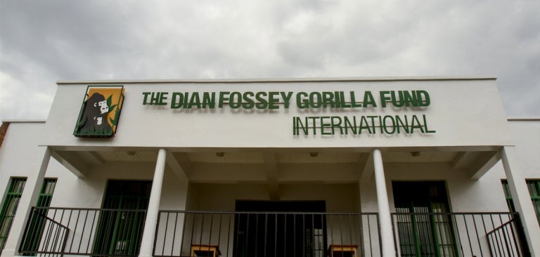 Dian Fossey, la donna che diede la vita per salvare i gorilla