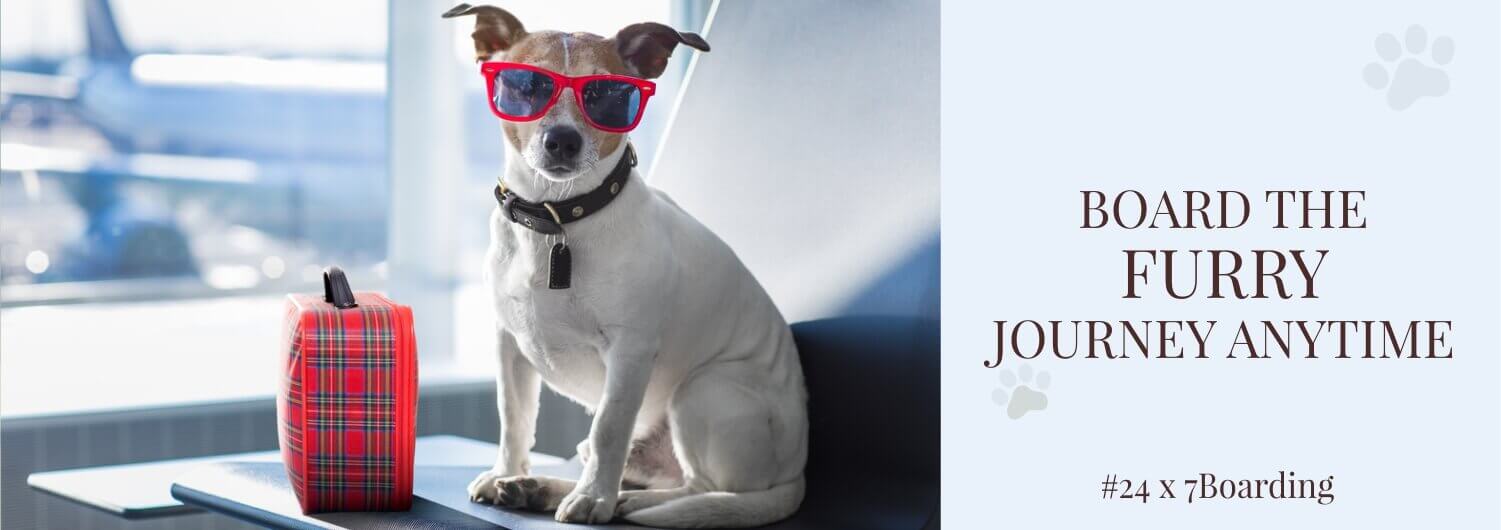 Ecco l'hotel di lusso per cani in India