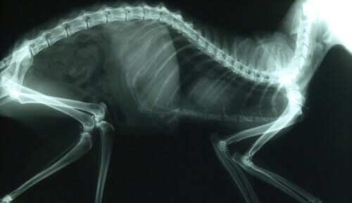 la struttura ossea di un gatto ai raggi x