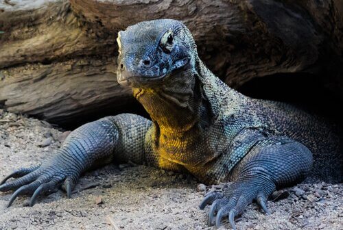 la testa di un Drago di Komodo sbuca da una tana