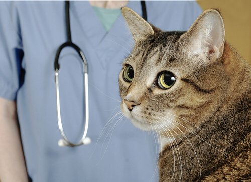 gatto accanto a un veterinario