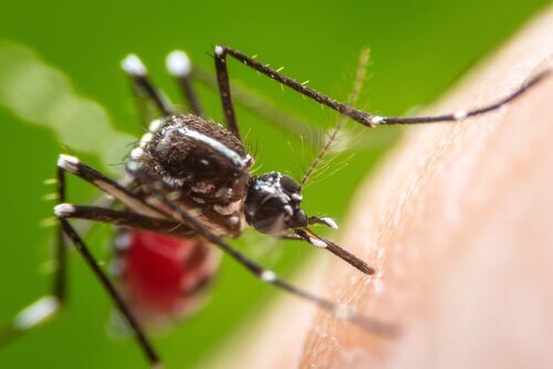 Che tipo di malattie trasmettono le zanzare?