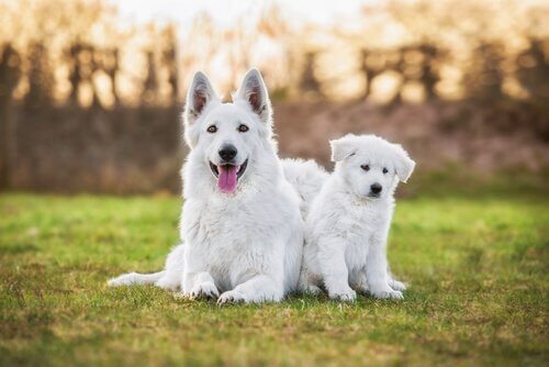 mamma e cucciolo di Pastore svizzero bianco sdraiati in giardino