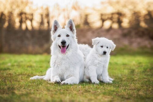 mamma e cucciolo di Pastore svizzero bianco sdraiati in giardino