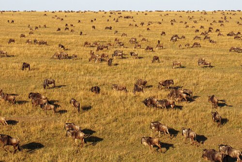 migliaia di gnu nel Serengeti