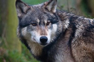 La divergenza evolutiva tra cane e lupo