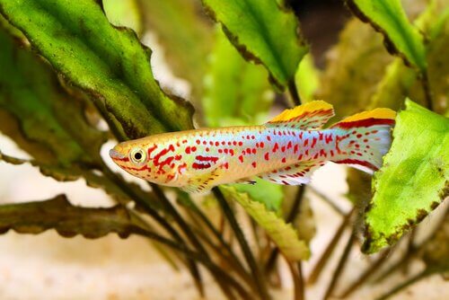 pesce a puntini rossi dentro acquario