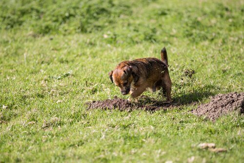 Piccolo cagnolino scava nel giardino verde