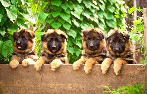 quattro cuccioli di Pastore Tedesco sporgono da un muro
