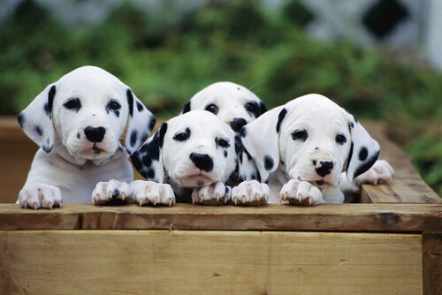 quattro cuccioli di dalmata in una cassa di legno