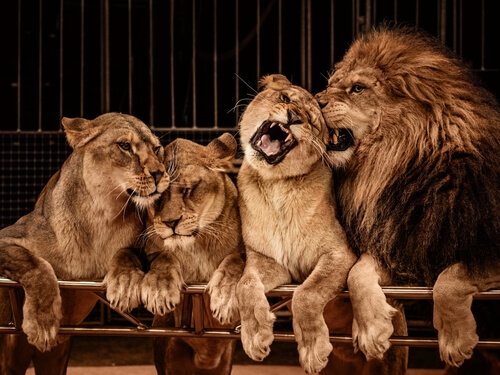 leone e leonesse