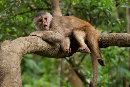 scimmia cappuccino sdraiata sull'albero 