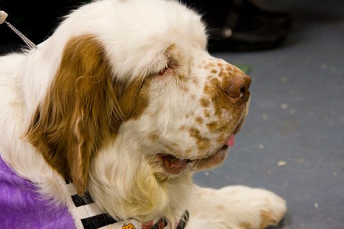 testa e muso di un Clumber Spaniel adulto