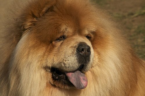 testa e muso di un chow chow da vicino