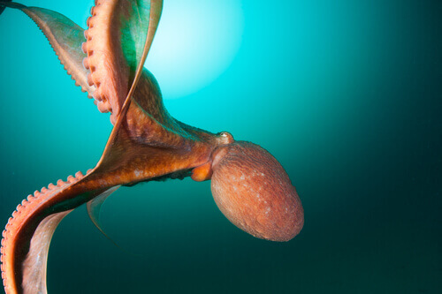 testa e tentacoli del calamaro gigante