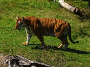 Istinto di sopravvivenza nel regno animale