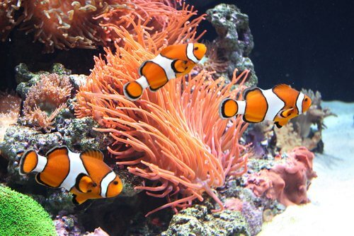 tre pesci pagliaccio in un acquario con rocce