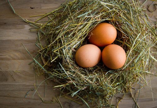 Uova di gallina: i segreti per migliorare la qualità